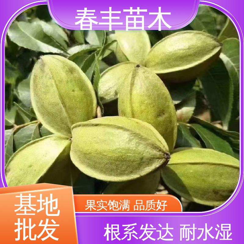 春丰苗木 碧根果苗子1-3年 产量高 成活率高 适应性强