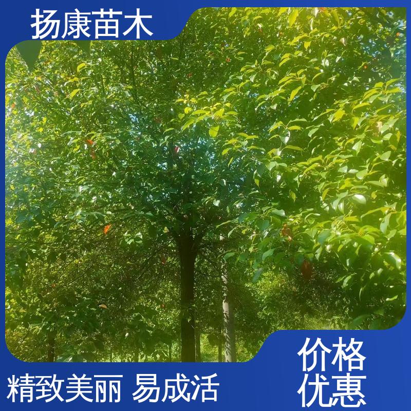 扬康苗木 基地供应 湖 南香樟 园林绿化工程设计 高成活率 规格齐全