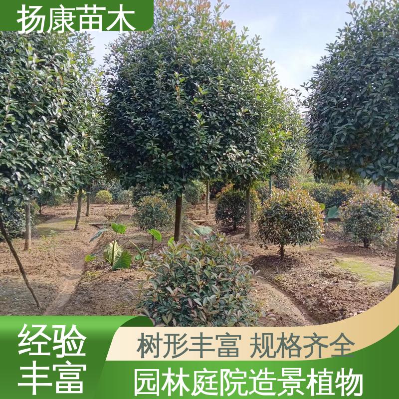 扬康苗木 基地供应 纸石楠球 园区道路绿化苗 高端大气美观