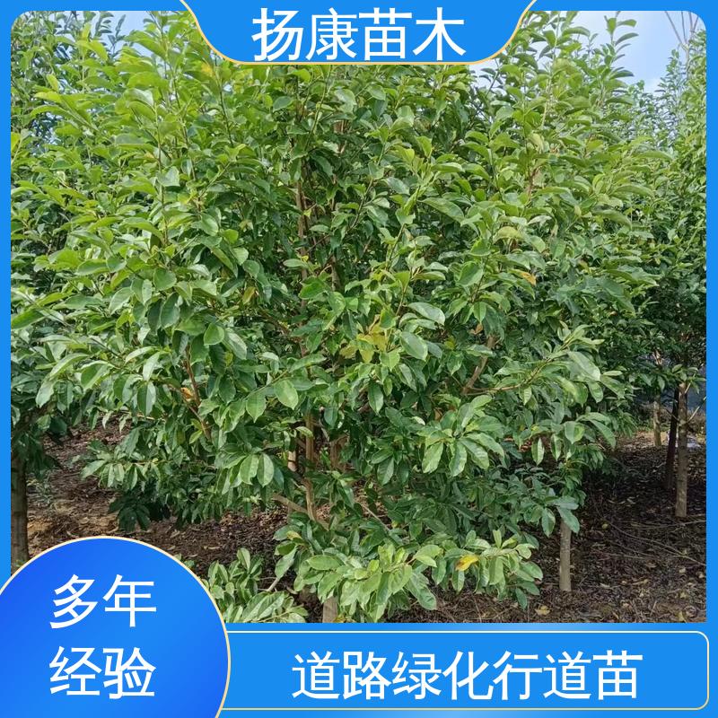 扬康苗木 20公分乐 昌合笑 园林绿化工程设计 环境适应性强