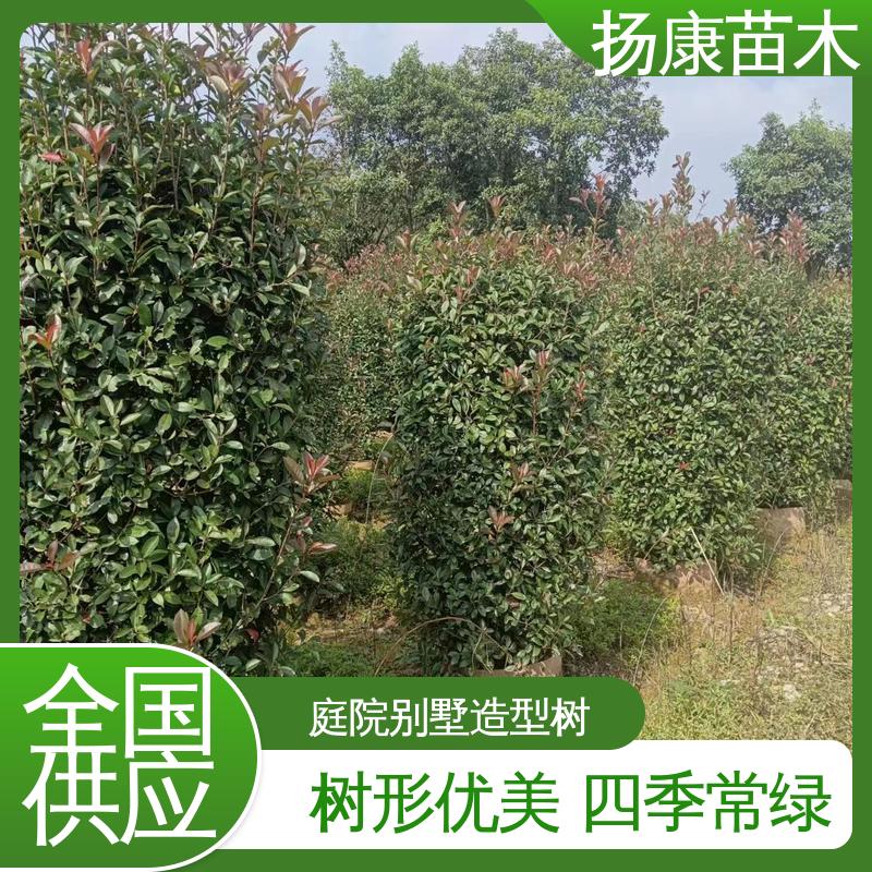 扬康苗木 基地供应 红叶石楠球 园林绿化专用树 精致美丽 易成活