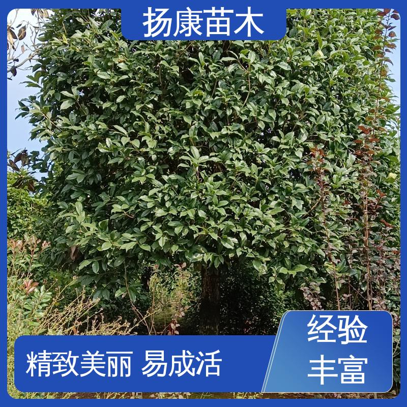 扬康苗木 基地供应 截杆移植香樟 园林景区栽植 环境适应性强