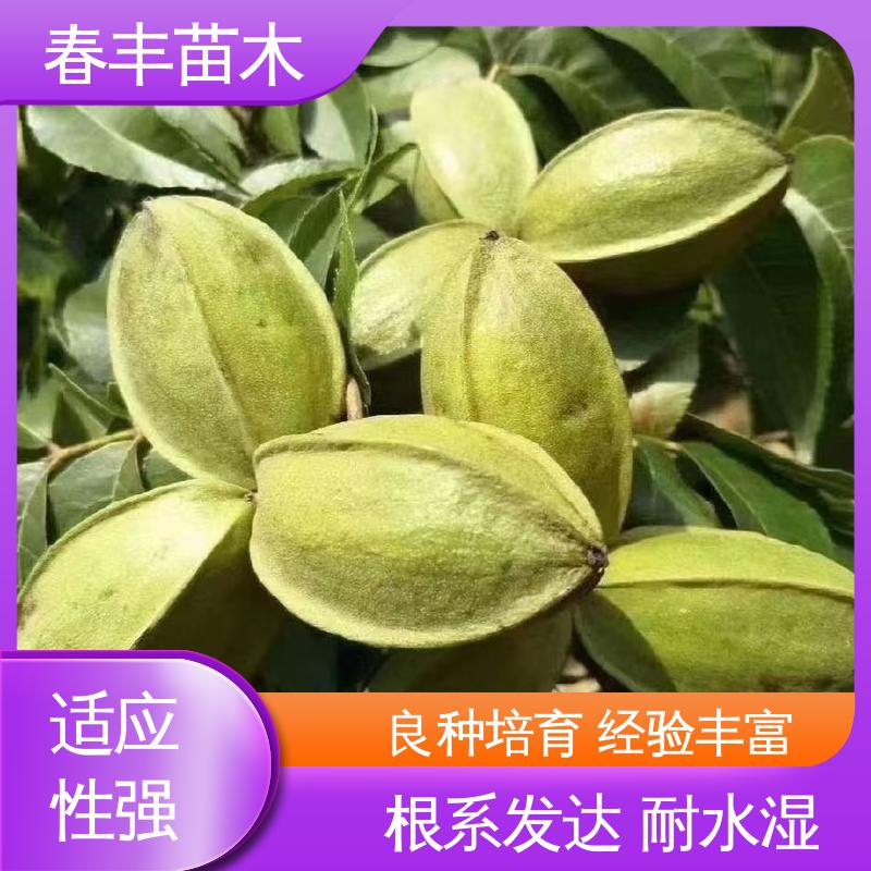 春丰苗木 碧根果袋装苗1米高 品种纯正 根系发达 耐水湿