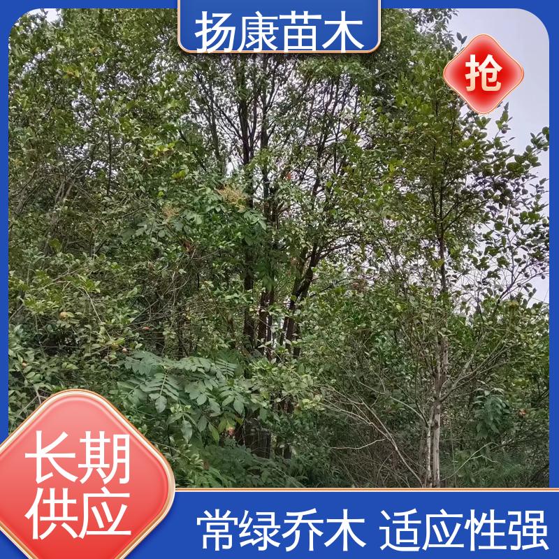 扬康苗木 基地供应 香樟批发 绿化工程改造苗 树形丰富 成活率高