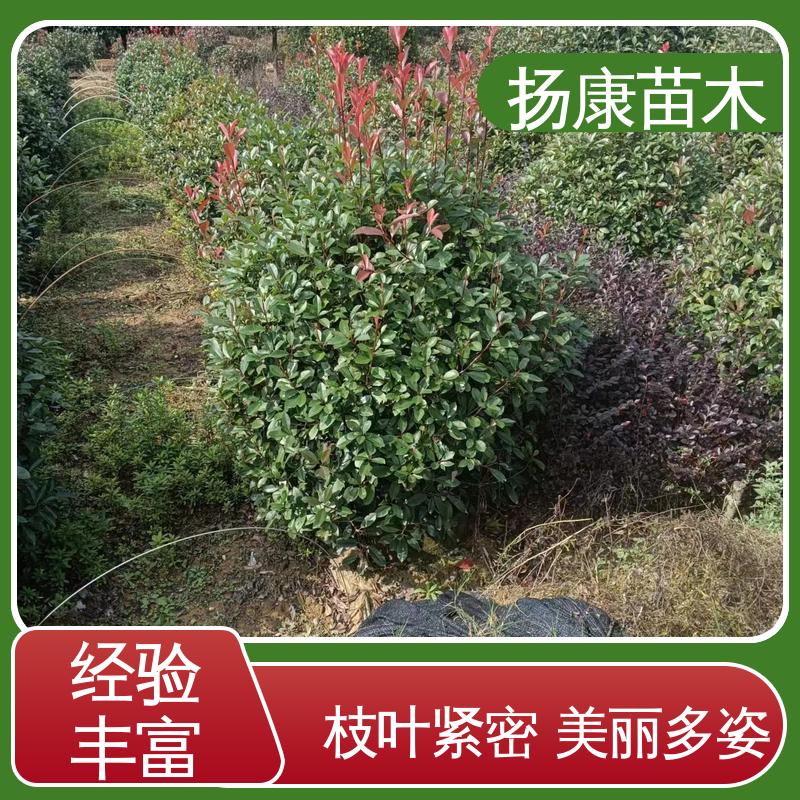 扬康苗木 基地供应 红叶石楠树 庭院小区绿化造景树 造型优美 易成活