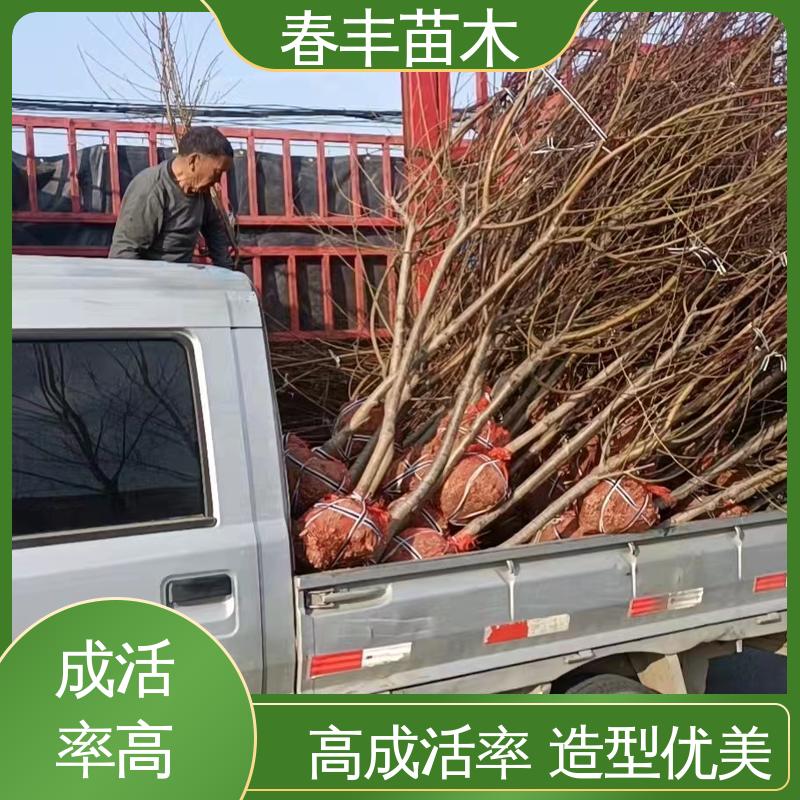 春丰苗木 观赏桃树苗批发零售 树形丰富 花香四溢 花瓣多 花朵大 效果佳
