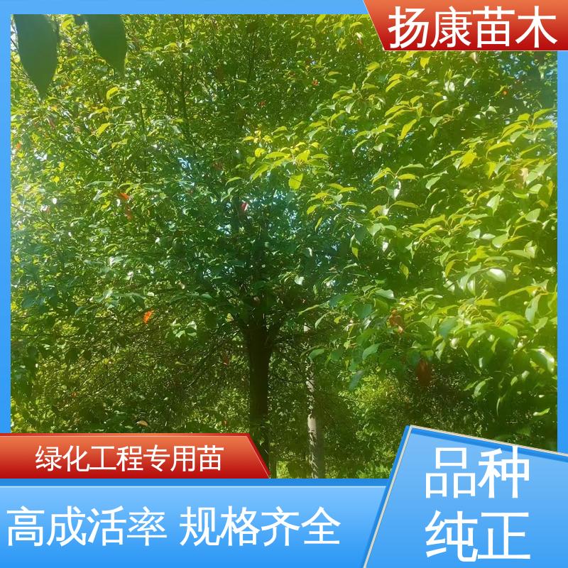 扬康苗木 20公分乐 昌合笑 道路绿化行道苗 高成活率 规格齐全