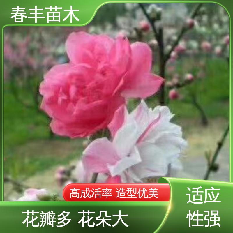 春丰苗木 桃花树苗观赏3元一株 庭院小区绿化造景树 花色艳丽动人