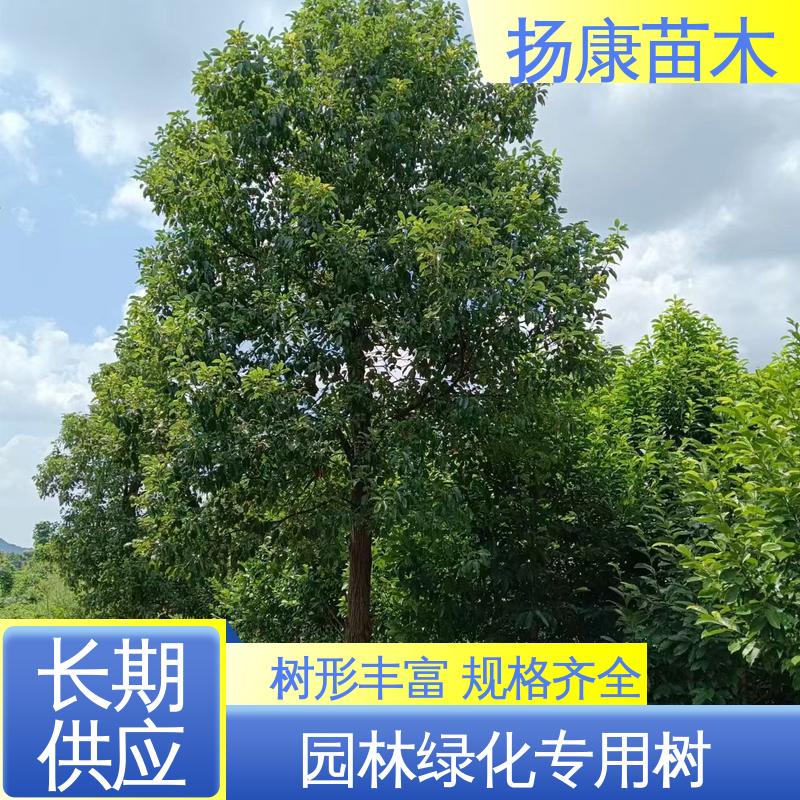 扬康苗木 基地供应 移植香樟 绿化工程行道树 枝叶紧密 美丽多姿