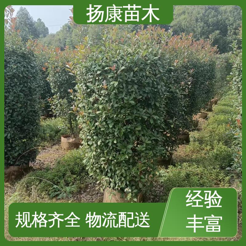 扬康苗木 红叶南栓 绿化工程专用苗 树形丰富 成活率高