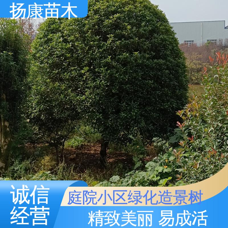 扬康苗木 基地供应 乐 昌含笑苗 园林绿化专用树 适用性强 规格齐全