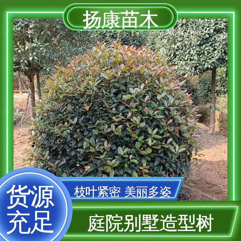 扬康苗木 红叶南栓 庭院小区绿化造景树 精致美丽 易成活