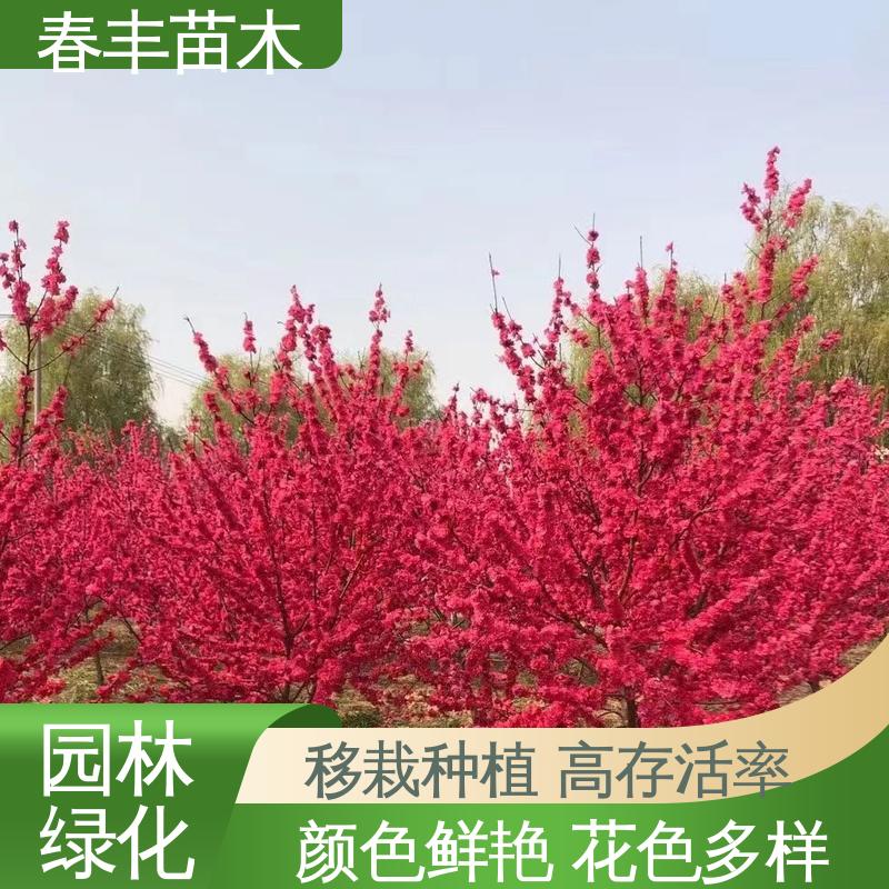 春丰苗木 基地现挖 碧桃40元装车 颜色鲜艳 花色多样