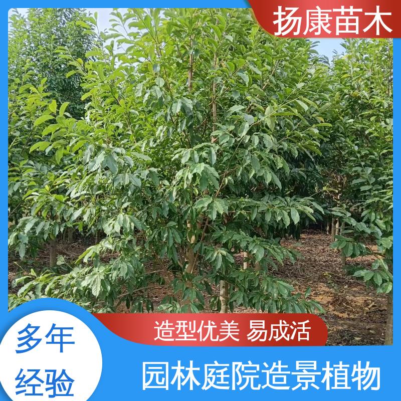 扬康苗木 基地供应 湖 南 乐 昌含笑 园林景区栽植 适用性强 规格齐全