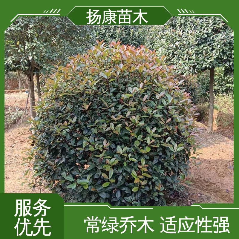 扬康苗木 红叶石楠树 绿化工程改造苗 观赏价值高