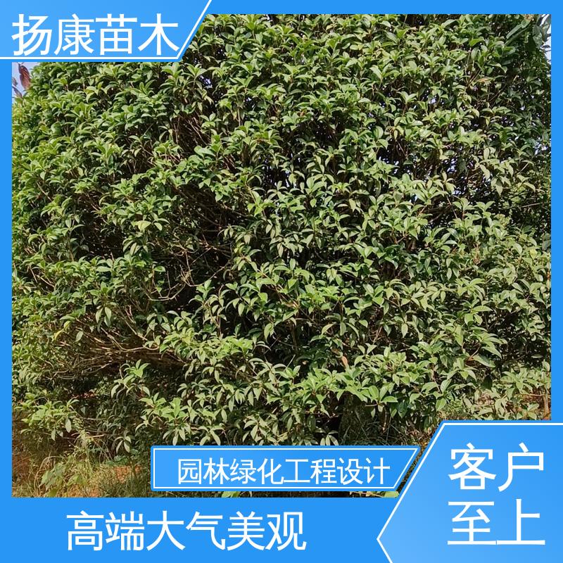 扬康苗木 乐 昌含笑批发 道路绿化行道苗 高成活率 规格齐全