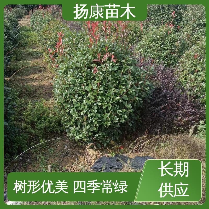 扬康苗木 小楠 绿化工程专用苗 高成活率 规格齐全