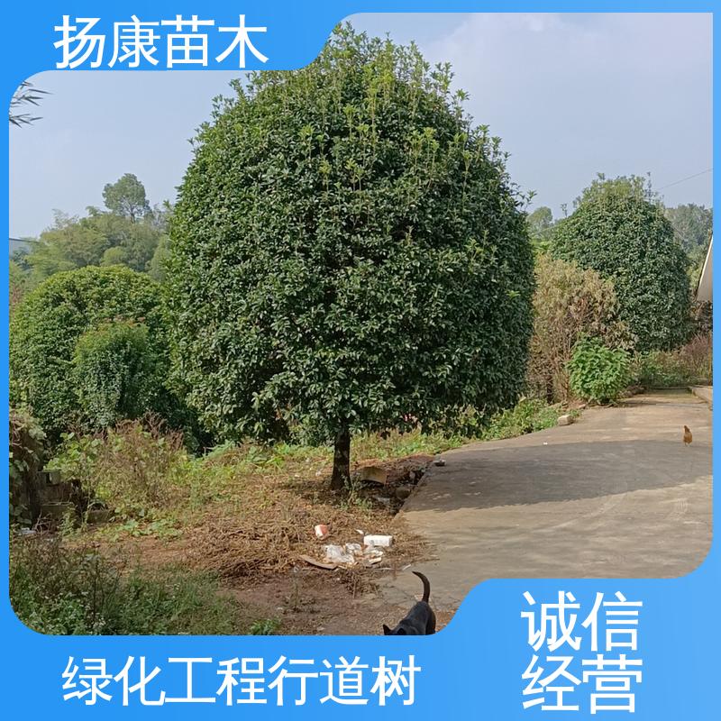 扬康苗木 浙 江乐 昌含笑 绿化工程专用苗 环境适应性强