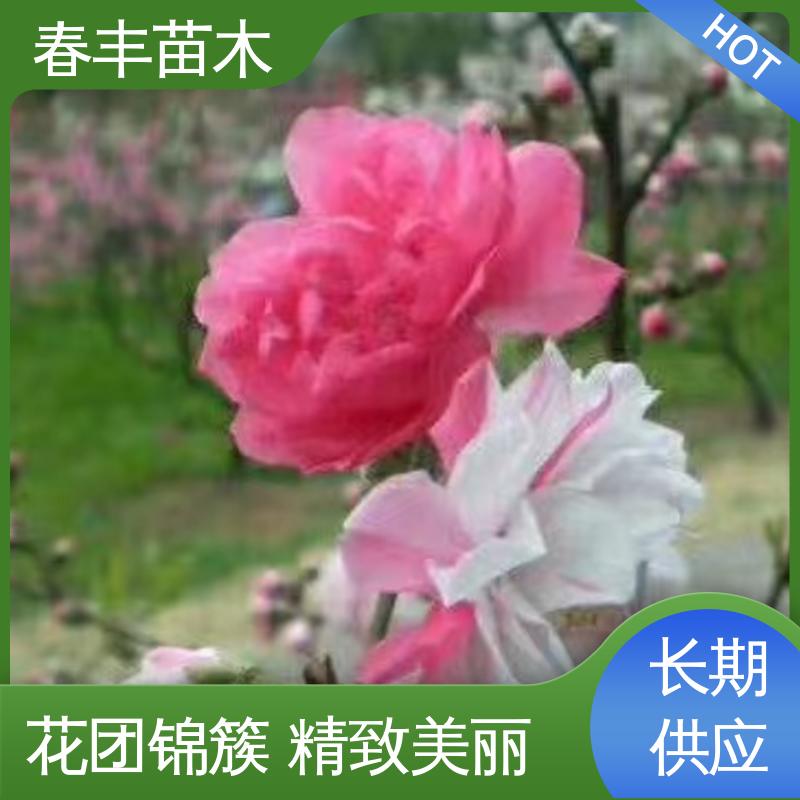 春丰苗木 基地现挖 绿花桃6-8公分 花叶秀丽 易成活