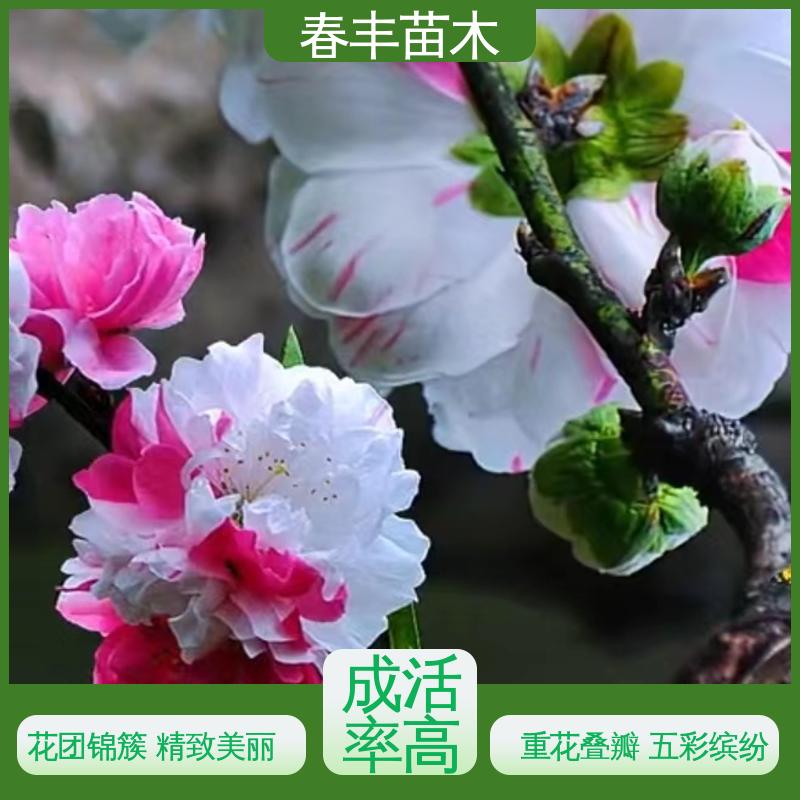 春丰苗木 基地现挖 鸳鸯桃30元打土球上车 重花叠瓣 效果佳