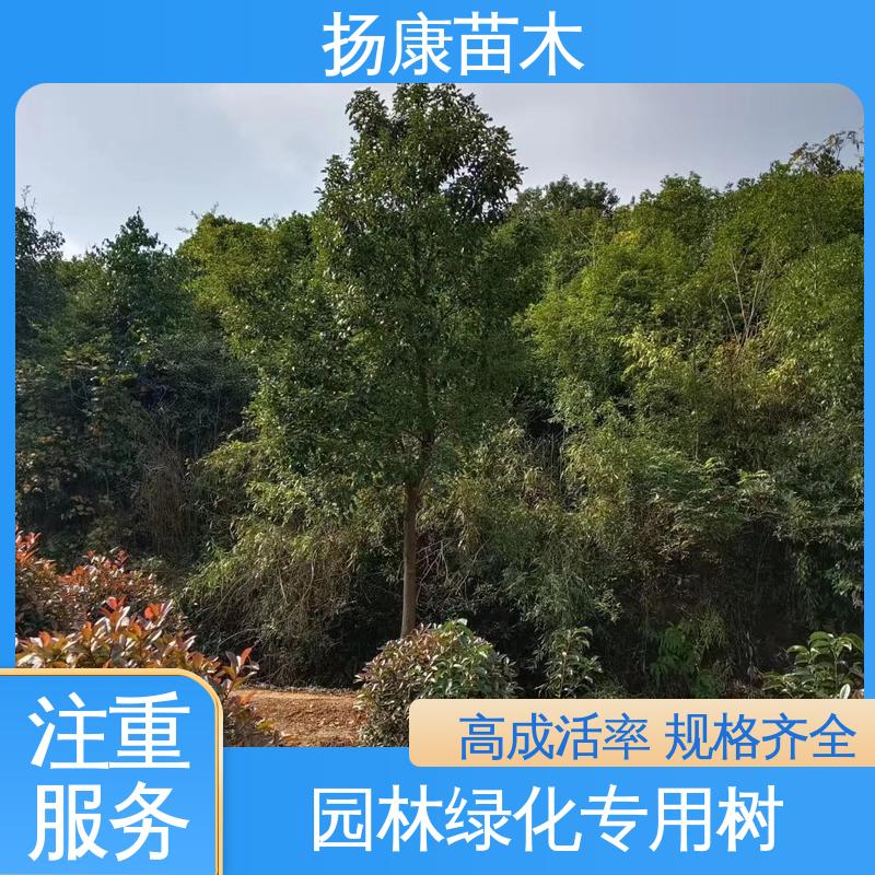 扬康苗木 18公分乐 昌含笑 园林绿化工程设计 高成活率 规格齐全