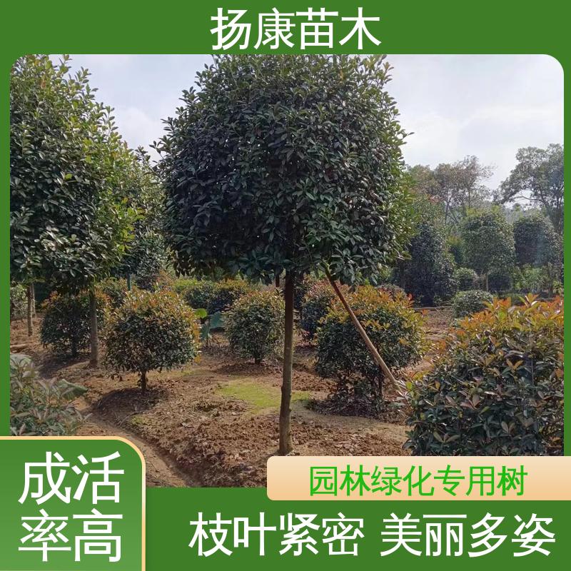 扬康苗木 红叶石楠 园林绿化工程设计 高成活率 规格齐全
