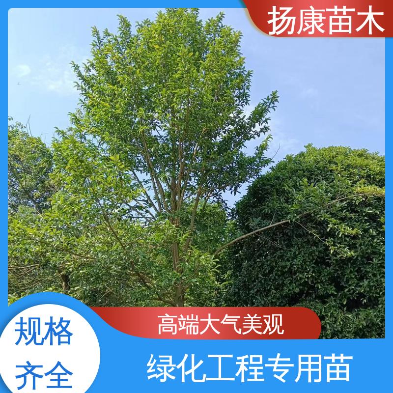 扬康苗木 基地供应 15公分平 昌含笑 绿化工程专用苗 适用性强 规格齐全