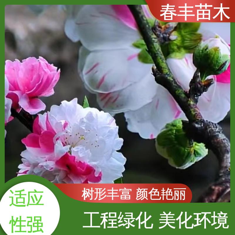 春丰苗木 基地供应 二色桃40元装车 花叶秀丽 易成活
