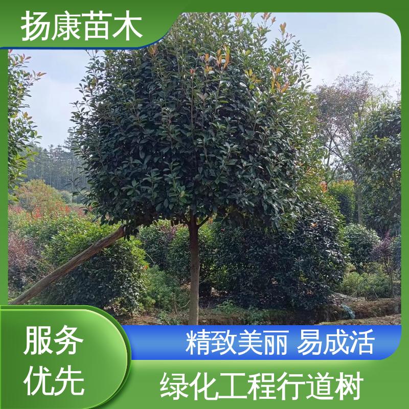 扬康苗木 基地供应 红叶南栓 园林景区栽植 精致美丽 易成活