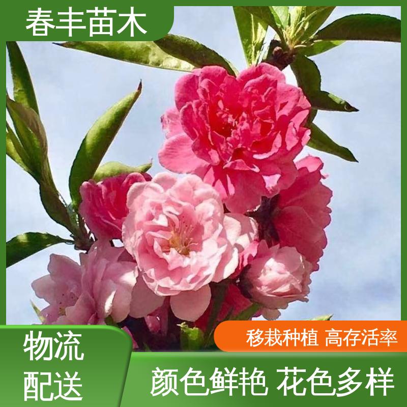 春丰苗木 基地现挖 绛桃6-8公分 重花叠瓣 效果佳