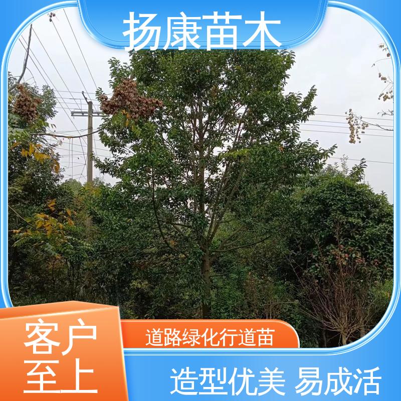 扬康苗木 浙 江乐 昌含笑 园林景区栽植 精致美丽 易成活