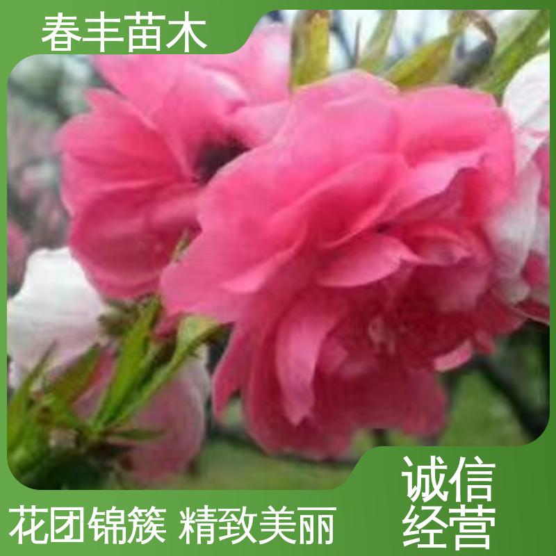 春丰苗木 基地现挖 洒红桃30元打土球上车 颜色鲜艳 花色多样