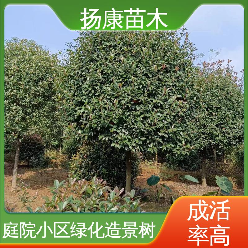扬康苗木 基地供应 红叶石楠 园林景区栽植 高成活率 规格齐全