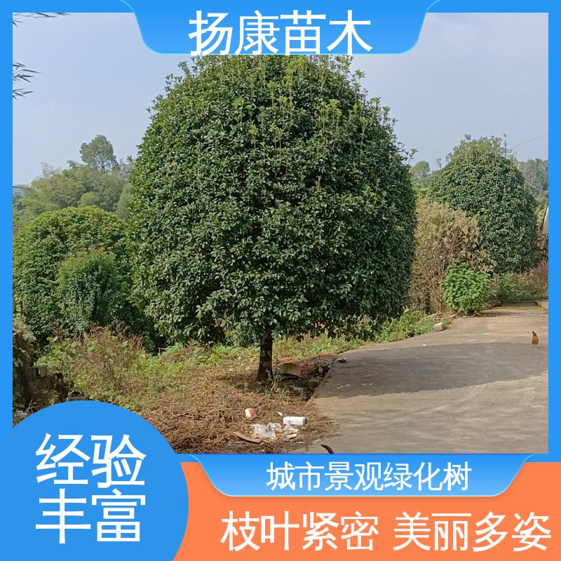 扬康苗木 四 川乐 昌含笑 绿化工程专用苗 树形丰富 成活率高