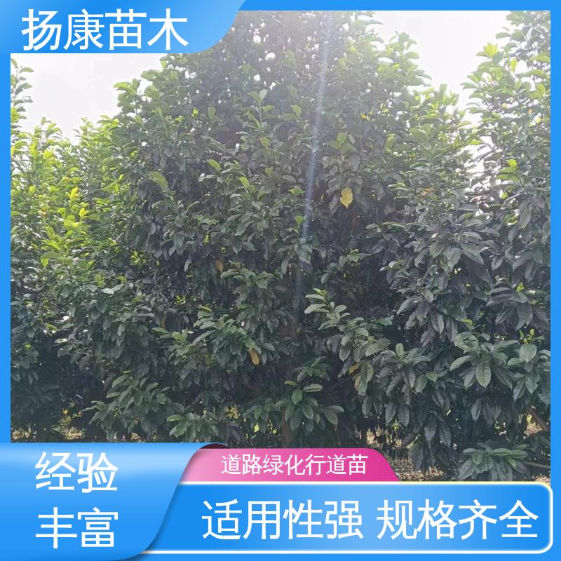扬康苗木 四 川乐 昌含笑 道路绿化行道苗 精致美丽 易成活