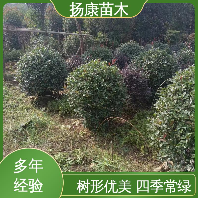 扬康苗木 基地供应 纸石楠球 园林绿化专用树 造型优美 易成活