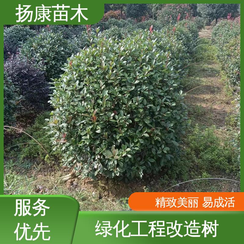 扬康苗木 红叶石楠树 道路绿化行道苗 枝叶紧密 美丽多姿