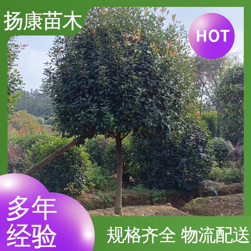 扬康苗木 纸石楠球 绿化工程改造苗 造型优美 易成活