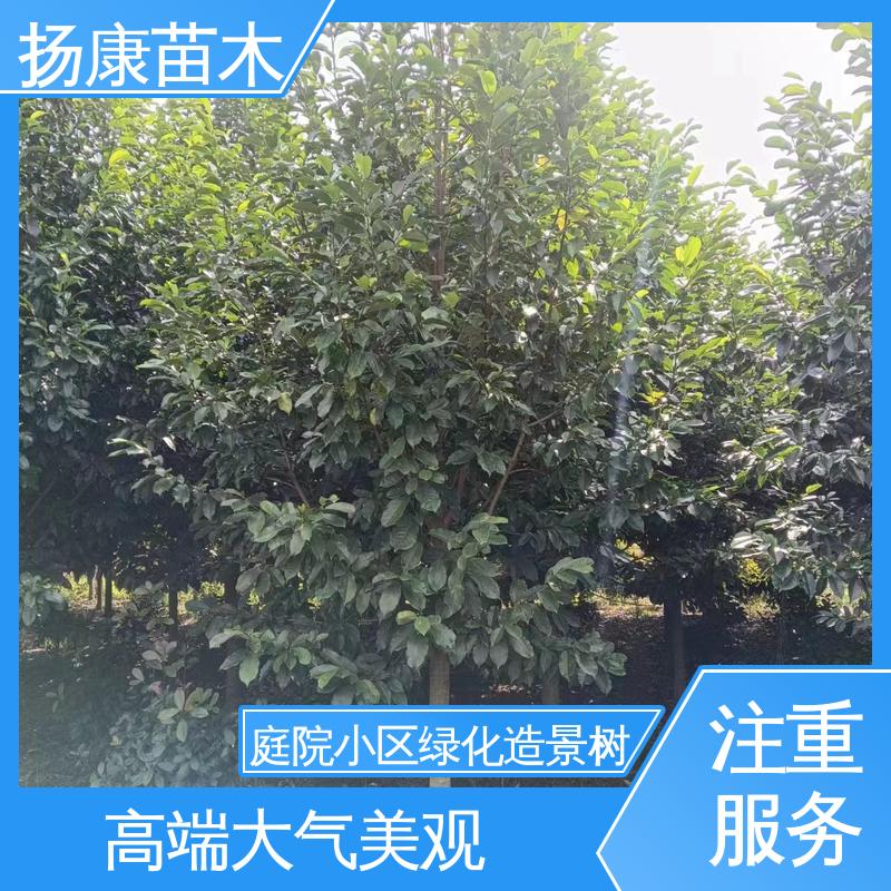 扬康苗木 基地供应 18公分乐 昌含笑 园林景区栽植 适用性强 规格齐全