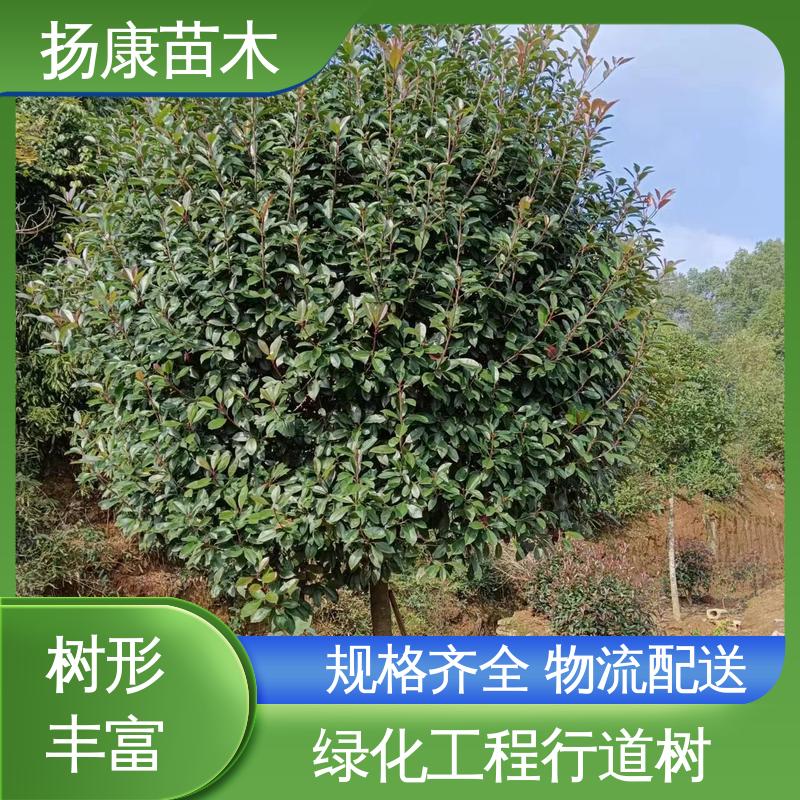 扬康苗木 纸石楠球 园区道路绿化苗 高成活率 规格齐全