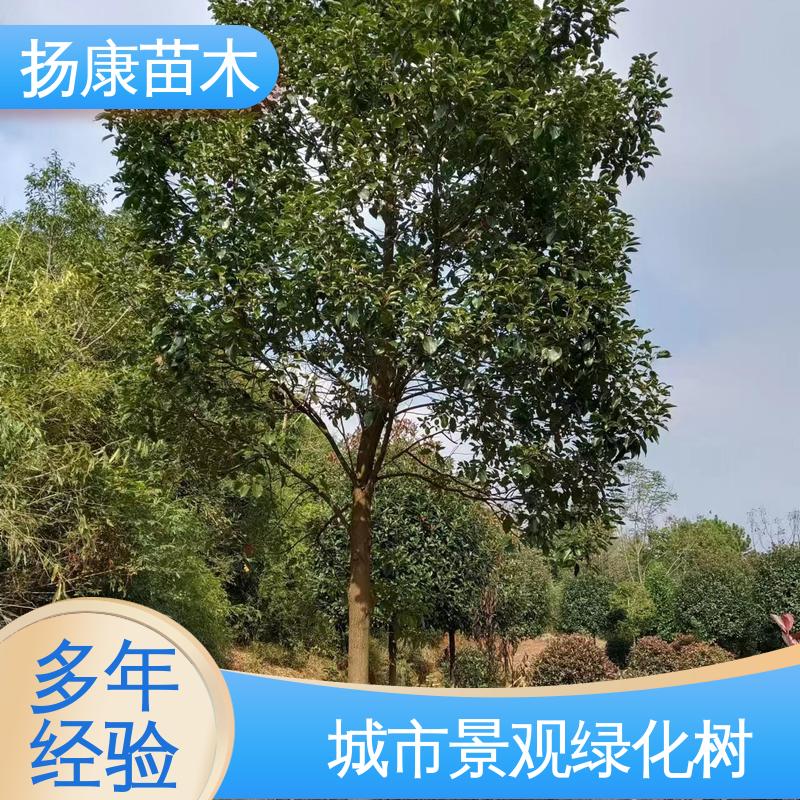 扬康苗木 基地供应 18公分乐 昌含笑 城市景观绿化树 精致美丽 易成活
