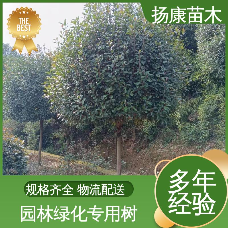 扬康苗木 红叶石楠 城市景观绿化树 高成活率 规格齐全