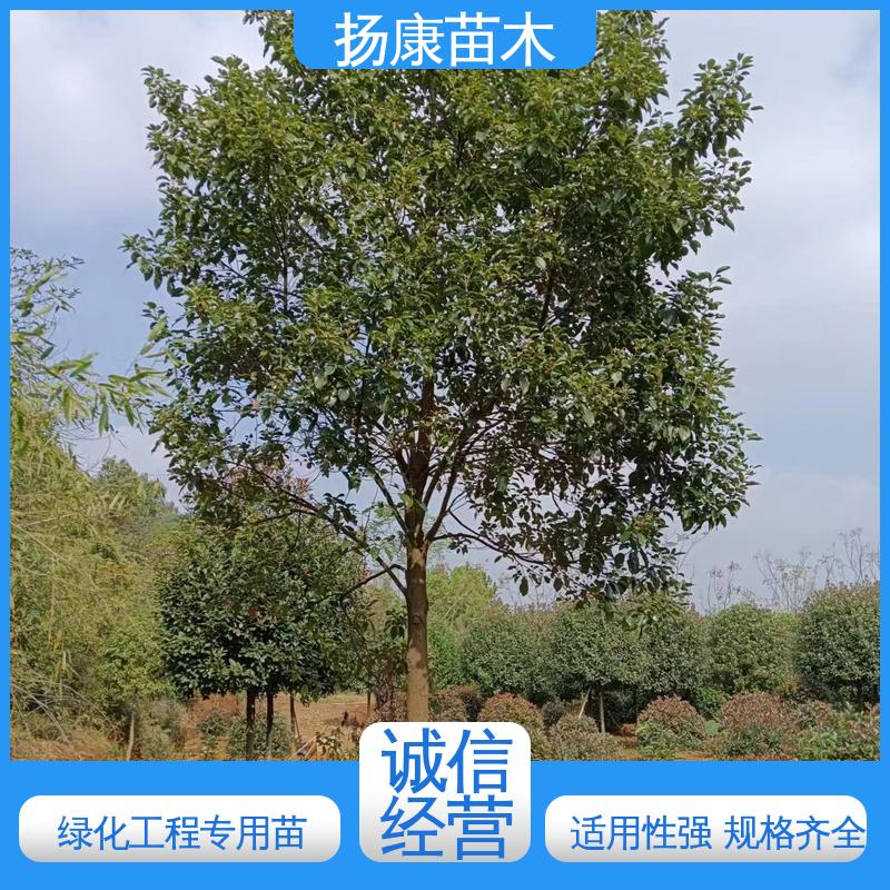 扬康苗木 20公分乐 昌合笑 园林绿化专用树 环境适应性强