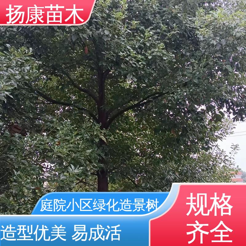 扬康苗木 精品乐 昌含笑 园林绿化专用树 精致美丽 易成活