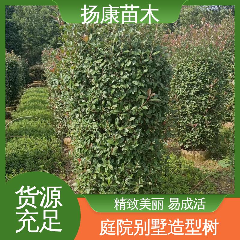 扬康苗木 基地供应 红叶石楠树 绿化工程行道树 环境适应性强