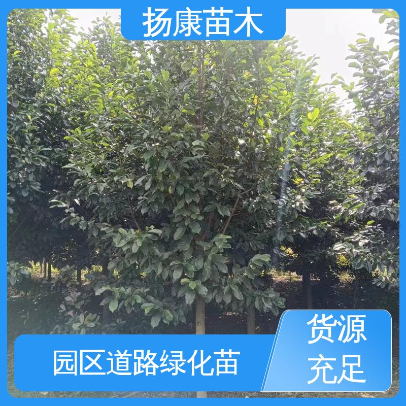 扬康苗木 湖 南 乐 昌含笑 绿化工程行道树 精致美丽 易成活