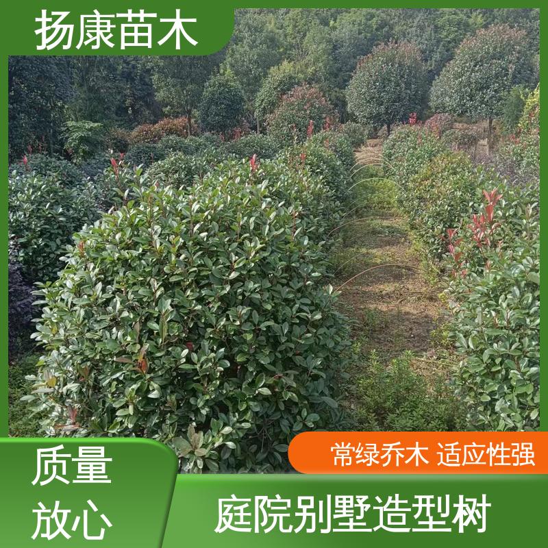 扬康苗木 基地供应 红叶石楠球 绿化工程改造苗 精致美丽 易成活