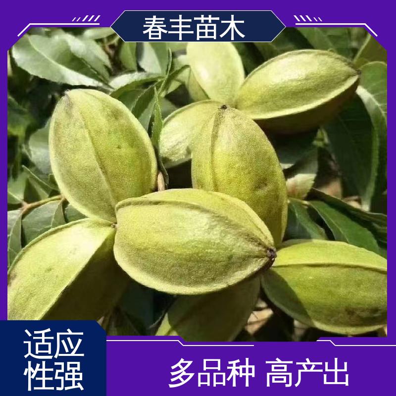 春丰苗木 碧根果树树苗1-3年 品种纯正 根系发达 耐水湿
