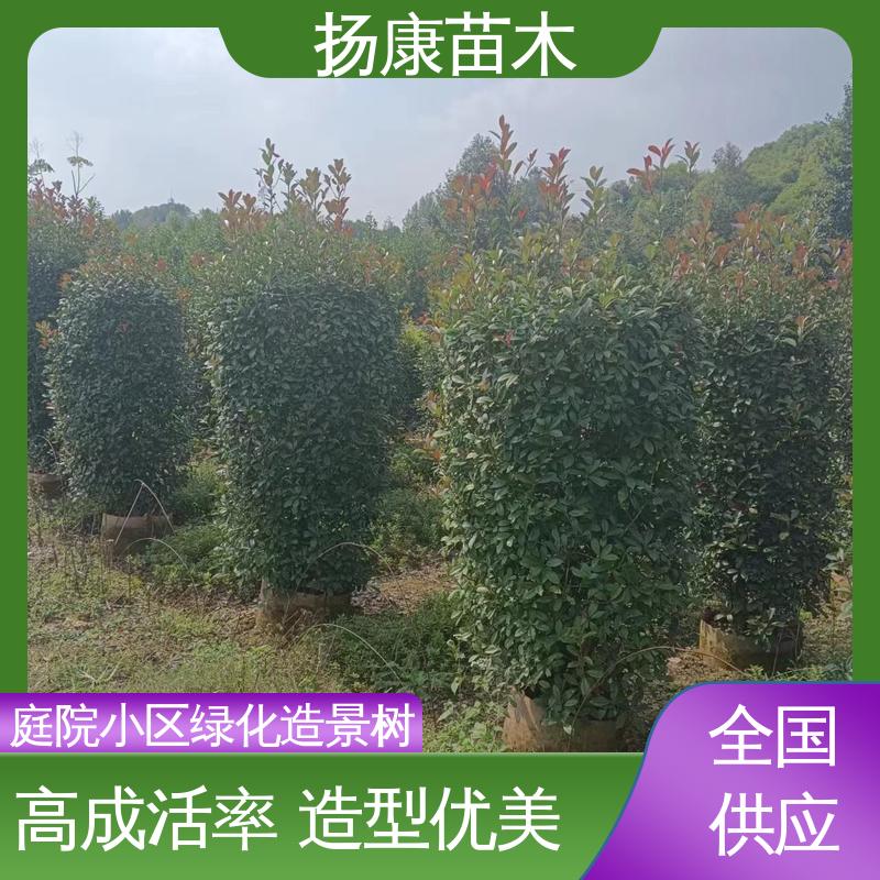 扬康苗木 红叶南栓 道路绿化行道苗 高成活率 规格齐全