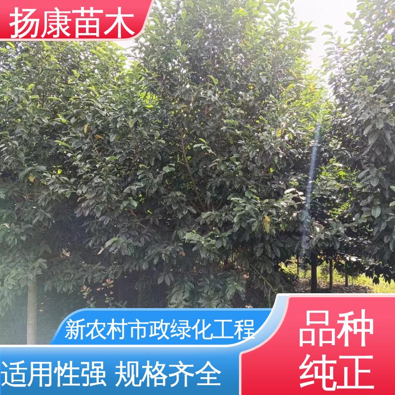 扬康苗木 基地供应 15公分平 昌含笑 城市景观绿化树 高端大气美观